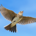 The Lark Ascending