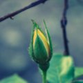 Living Ready: Preparing for the Lord’s Return in This Day and Age